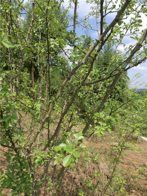 重慶市樹(shù)上鮮食品集團(tuán)品質(zhì)優(yōu)良的濃香花樹(shù)基地——在椒農(nóng)精心培育下，長(zhǎng)勢(shì)良好！又將是一個(gè)豐收之年！