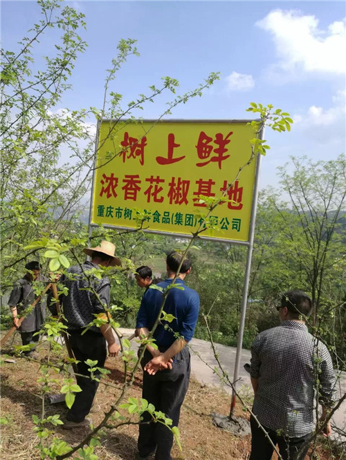 重慶市樹(shù)上鮮食品集團(tuán)品質(zhì)優(yōu)良的濃香花樹(shù)基地——在椒農(nóng)精心培育下，長(zhǎng)勢(shì)良好！又將是一個(gè)豐收之年！