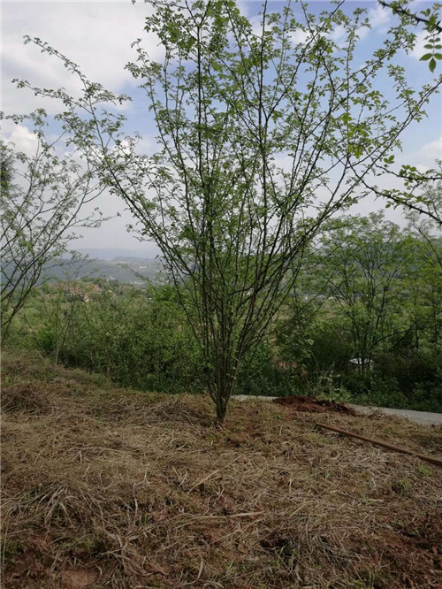 近日，樹上鮮集團董事長周大甫先生一行前往甘寧、涼風(fēng)等花椒基地檢查指導(dǎo)工作！并規(guī)劃基地下一步建設(shè)和發(fā)展！