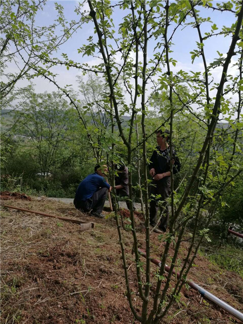 重慶市樹(shù)上鮮食品集團(tuán)品質(zhì)優(yōu)良的濃香花樹(shù)基地——在椒農(nóng)精心培育下，長(zhǎng)勢(shì)良好！又將是一個(gè)豐收之年！