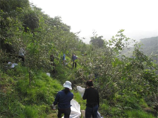 2014集團(tuán)公司花椒基地（萬州）喜獲豐收