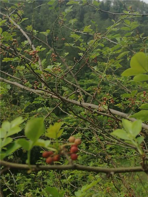 又是一個(gè)收獲的季節(jié)——重慶市樹上鮮食品集團(tuán)濃香花椒基地今年喜獲豐收！