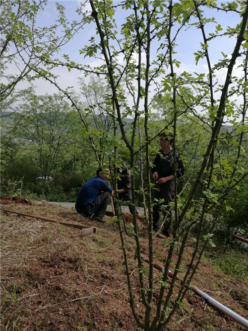 近日，樹上鮮集團董事長周大甫先生一行前往甘寧、涼風(fēng)等花椒基地檢查指導(dǎo)工作！并規(guī)劃基地下一步建設(shè)和發(fā)展！